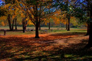 Battelle Darby Park picnic tables